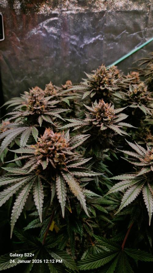 Bruce Banner 3. Week 16