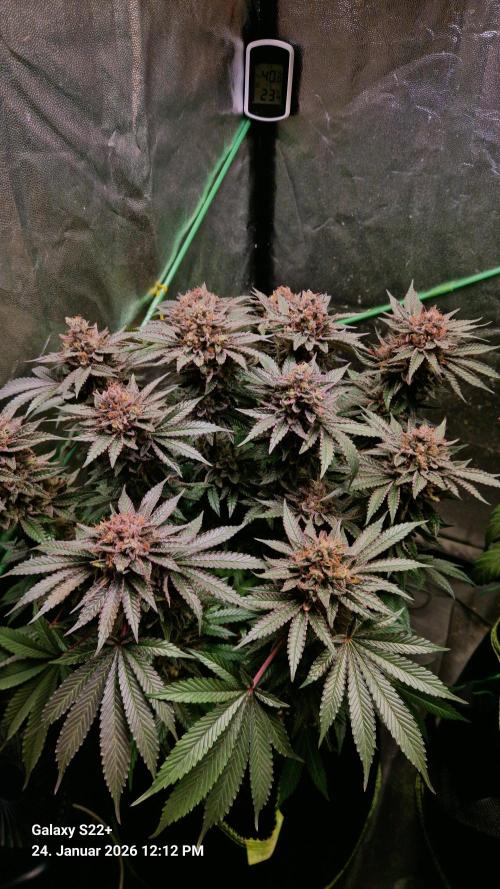 Bruce Banner 3. Week 16