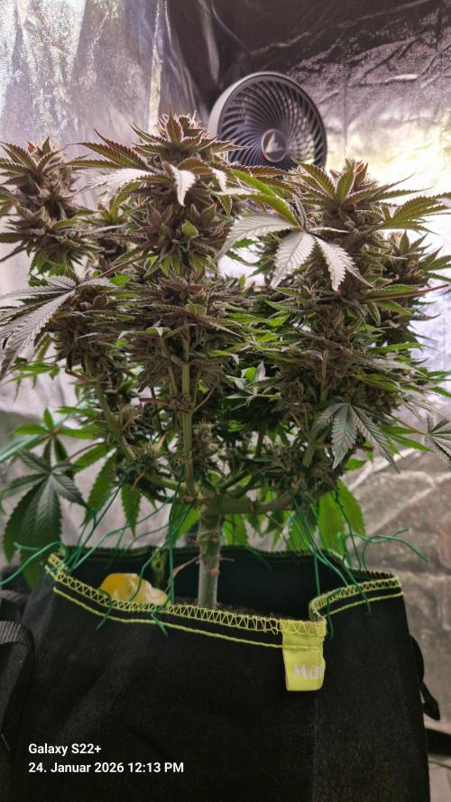 Bruce Banner 3. Week 16