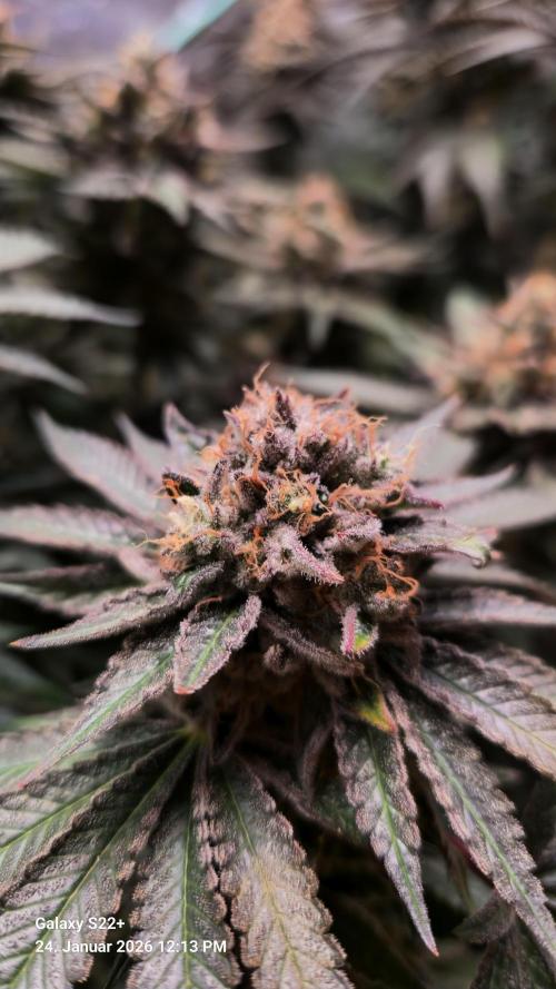 Bruce Banner 3. Week 16