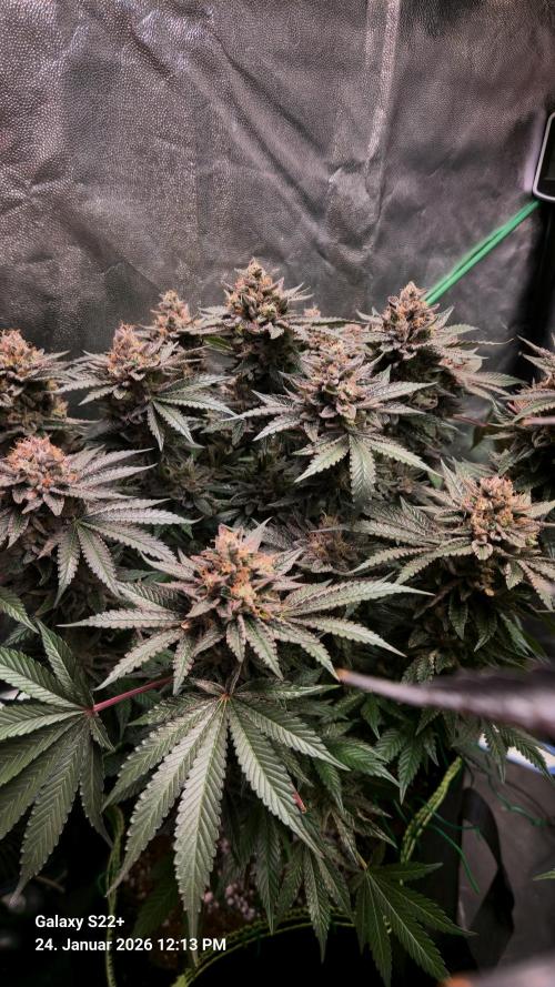 Bruce Banner 3. Week 16