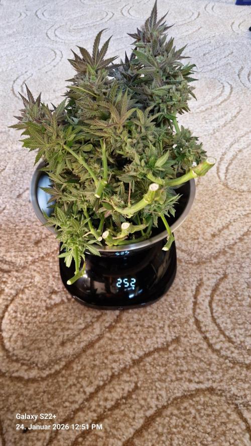 Bruce Banner 3. Week 16