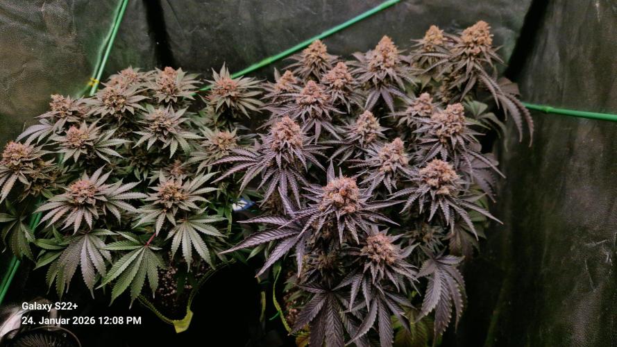 Wedding Cake. Week 16