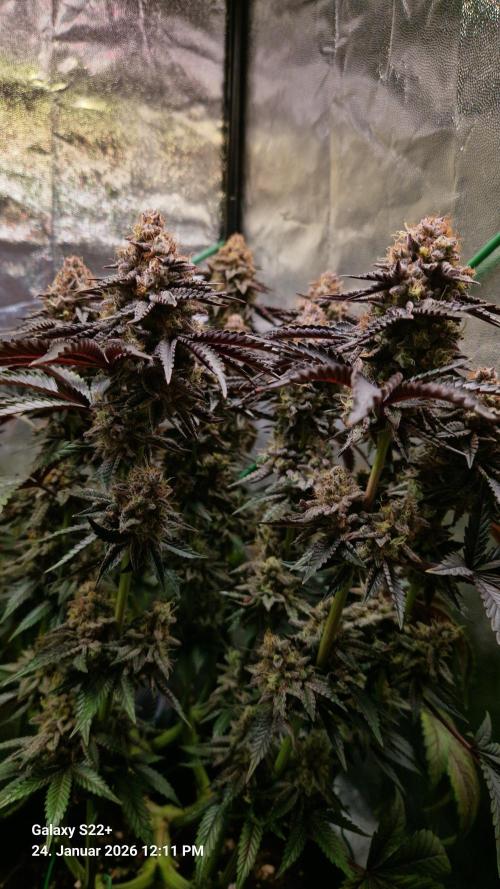 Wedding Cake. Week 16