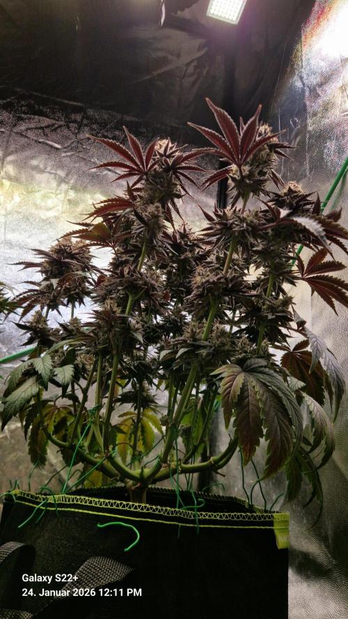 Wedding Cake. Week 16