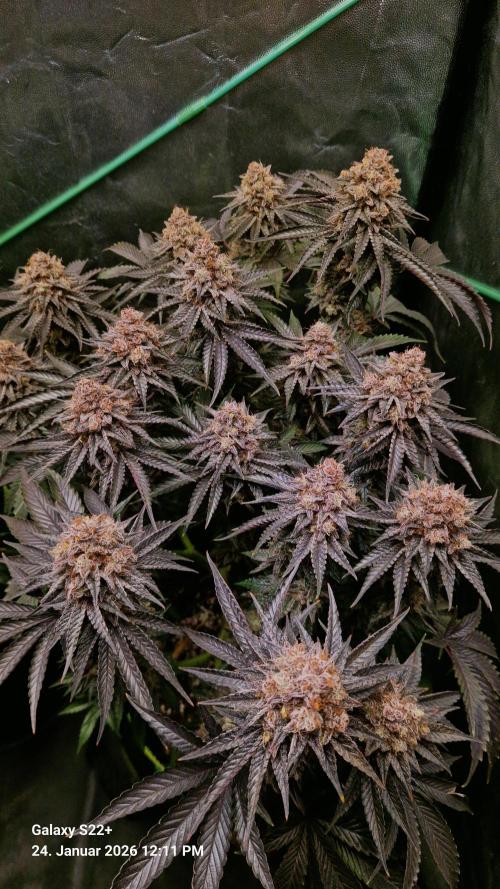 Wedding Cake. Week 16