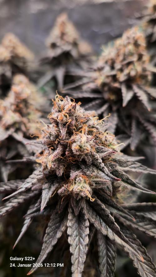 Wedding Cake. Week 16