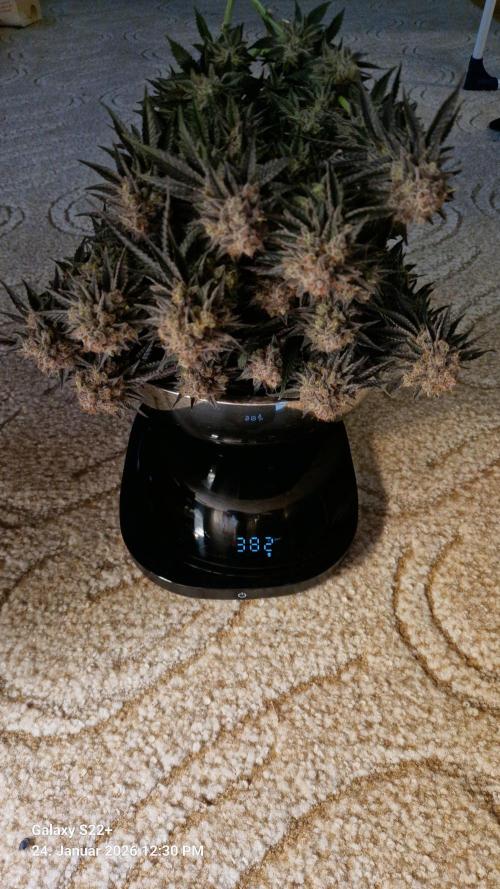 Wedding Cake. Week 16