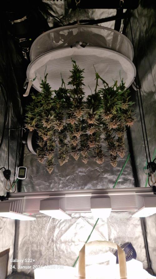 Wedding Cake. Week 16