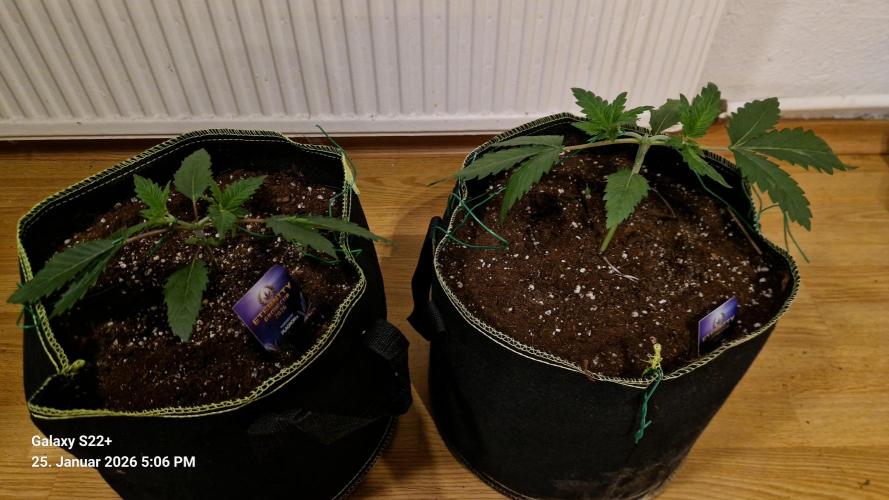 Sticky Broccoli - Eternity Grow Cup 2026. Week 4