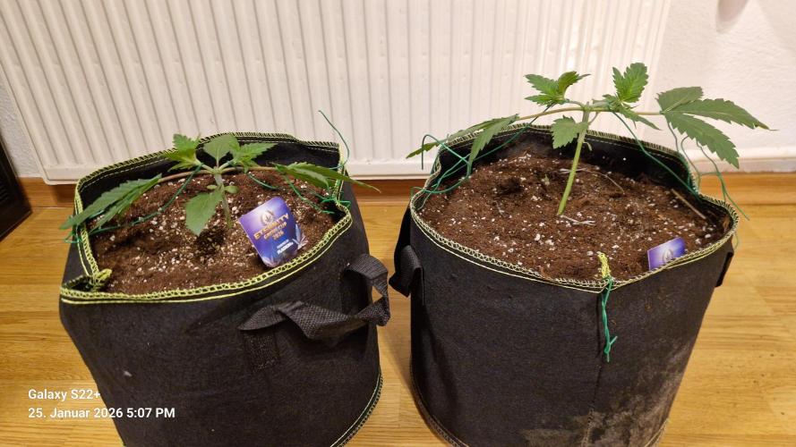 Sticky Broccoli - Eternity Grow Cup 2026. Week 4