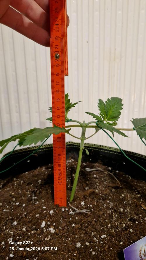 Sticky Broccoli - Eternity Grow Cup 2026. Week 4