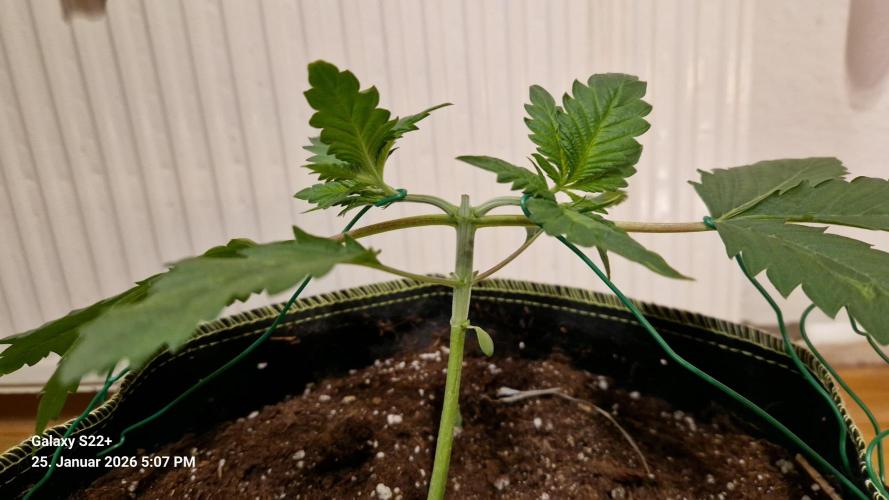 Sticky Broccoli - Eternity Grow Cup 2026. Week 4