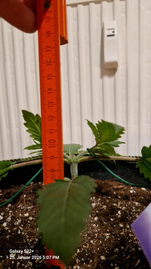 Sticky Broccoli - Eternity Grow Cup 2026. Week 4