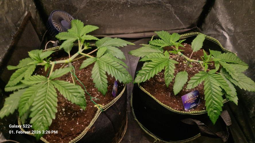 Sticky Broccoli - Eternity Grow Cup 2026. Week 5