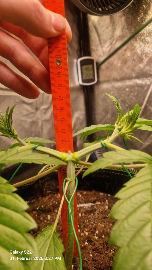 Sticky Broccoli - Eternity Grow Cup 2026. Week 5