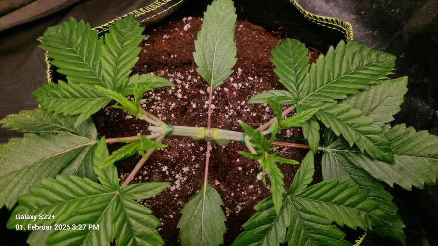 Sticky Broccoli - Eternity Grow Cup 2026. Week 5