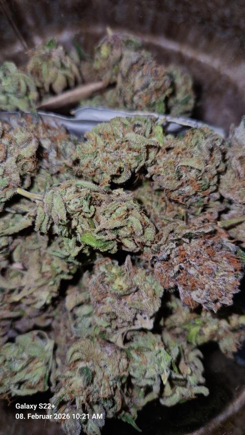 Bruce Banner 3. Week 16