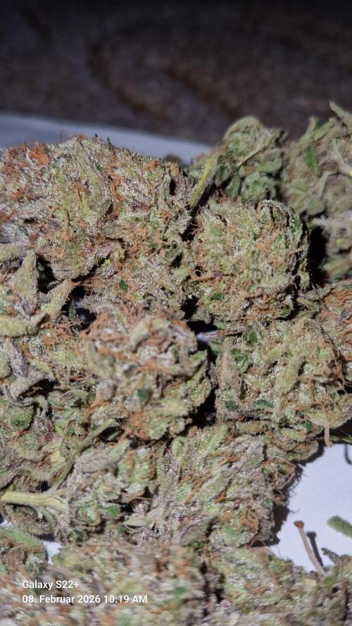 Bruce Banner 3. Week 16