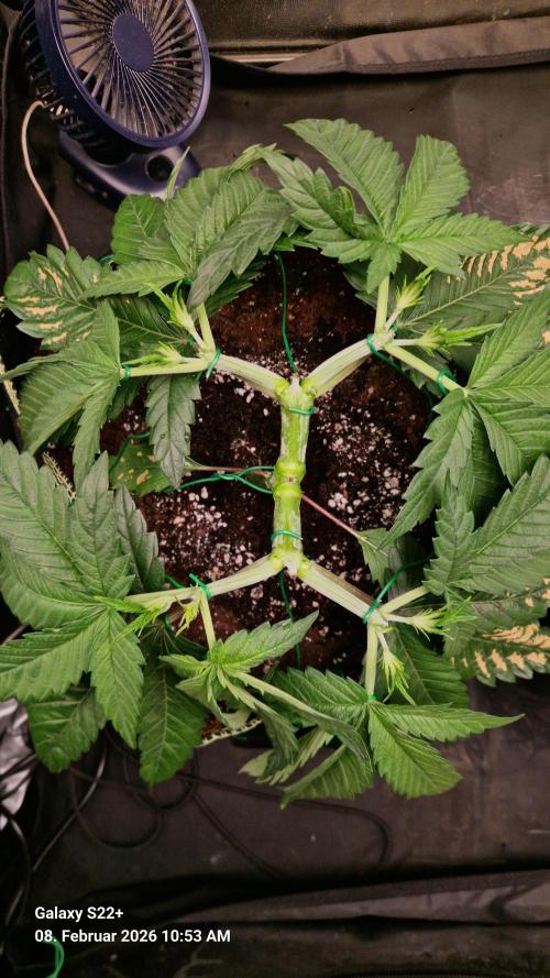 Sticky Broccoli - Eternity Grow Cup 2026. Week 6