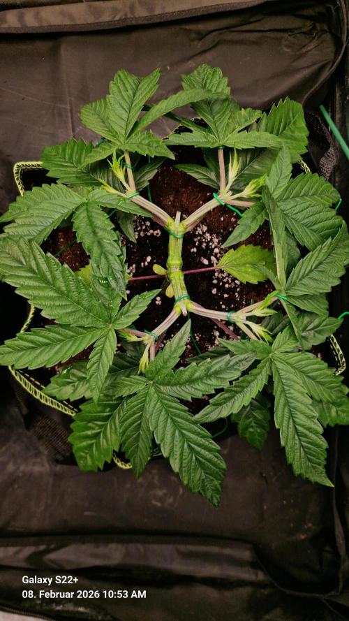 Sticky Broccoli - Eternity Grow Cup 2026. Week 6