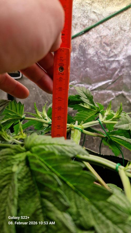 Sticky Broccoli - Eternity Grow Cup 2026. Week 6