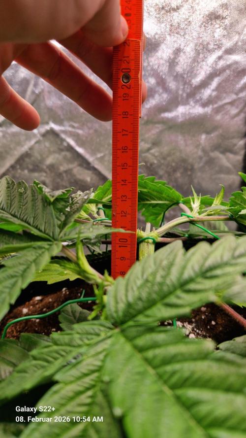 Sticky Broccoli - Eternity Grow Cup 2026. Week 6