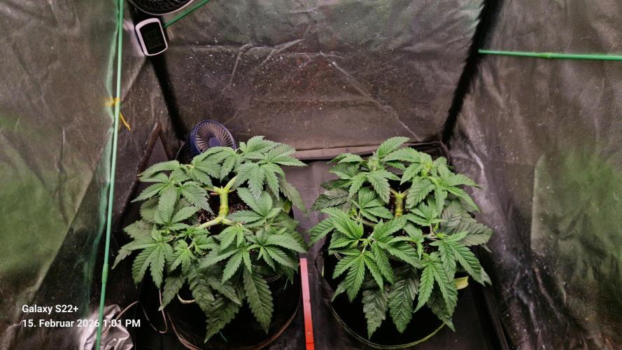 Sticky Broccoli - Eternity Grow Cup 2026. Week 7