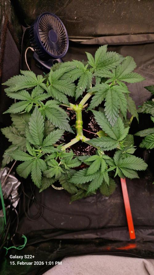 Sticky Broccoli - Eternity Grow Cup 2026. Week 7