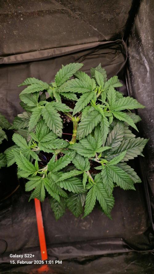 Sticky Broccoli - Eternity Grow Cup 2026. Week 7