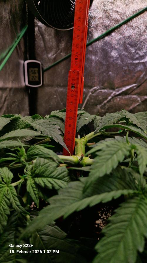 Sticky Broccoli - Eternity Grow Cup 2026. Week 7