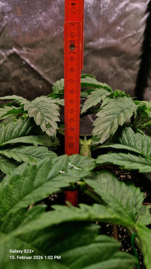 Sticky Broccoli - Eternity Grow Cup 2026. Week 7