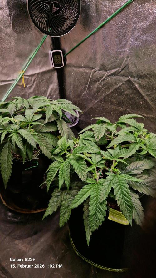 Sticky Broccoli - Eternity Grow Cup 2026. Week 7