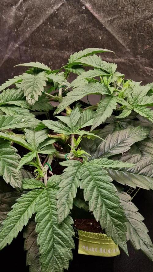 Sticky Broccoli - Eternity Grow Cup 2026