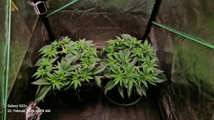 Sticky Broccoli - Eternity Grow Cup 2026. Week 8