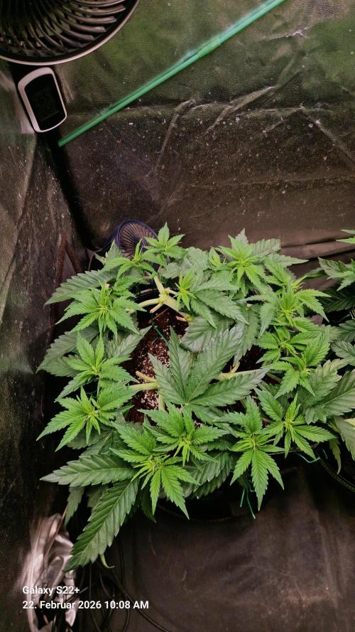 Sticky Broccoli - Eternity Grow Cup 2026. Week 8