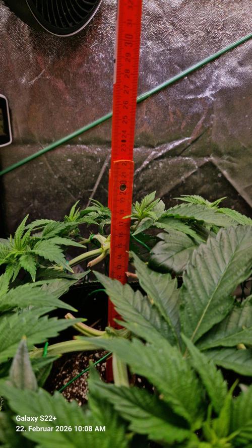 Sticky Broccoli - Eternity Grow Cup 2026. Week 8