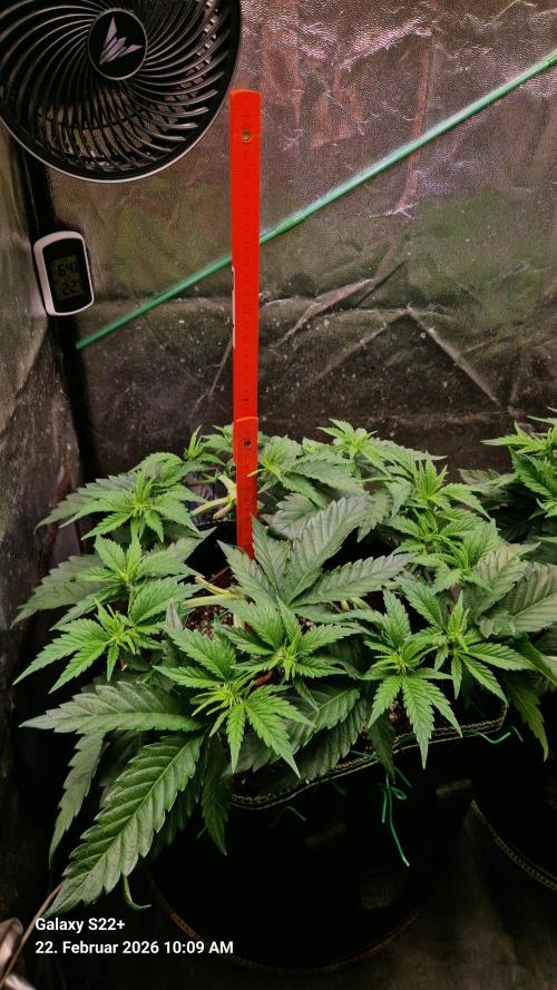 Sticky Broccoli - Eternity Grow Cup 2026. Week 8