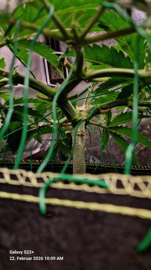 Sticky Broccoli - Eternity Grow Cup 2026. Week 8