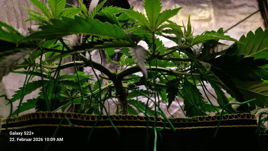 Sticky Broccoli - Eternity Grow Cup 2026. Week 8