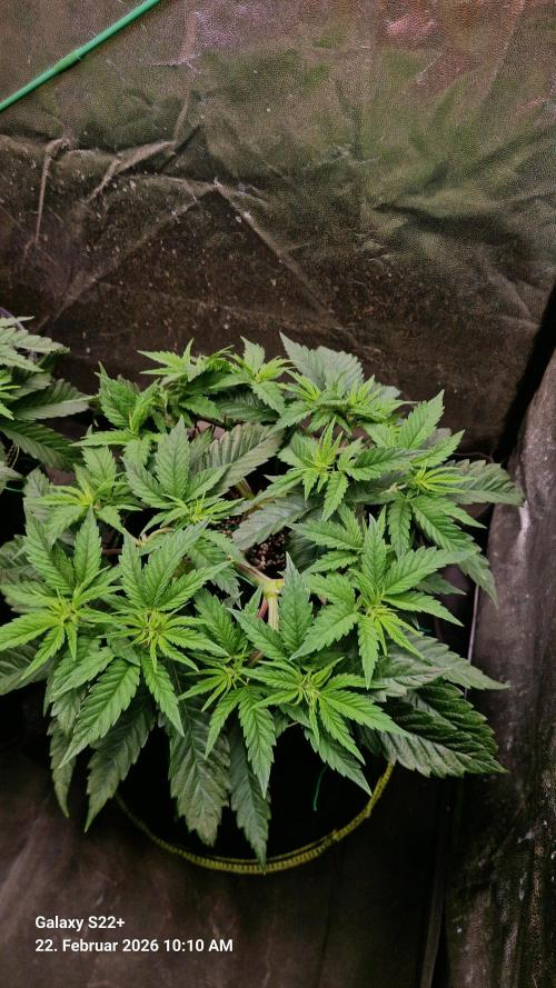 Sticky Broccoli - Eternity Grow Cup 2026. Week 8