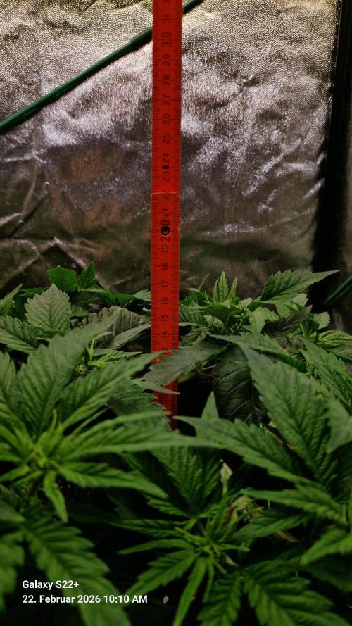 Sticky Broccoli - Eternity Grow Cup 2026. Week 8