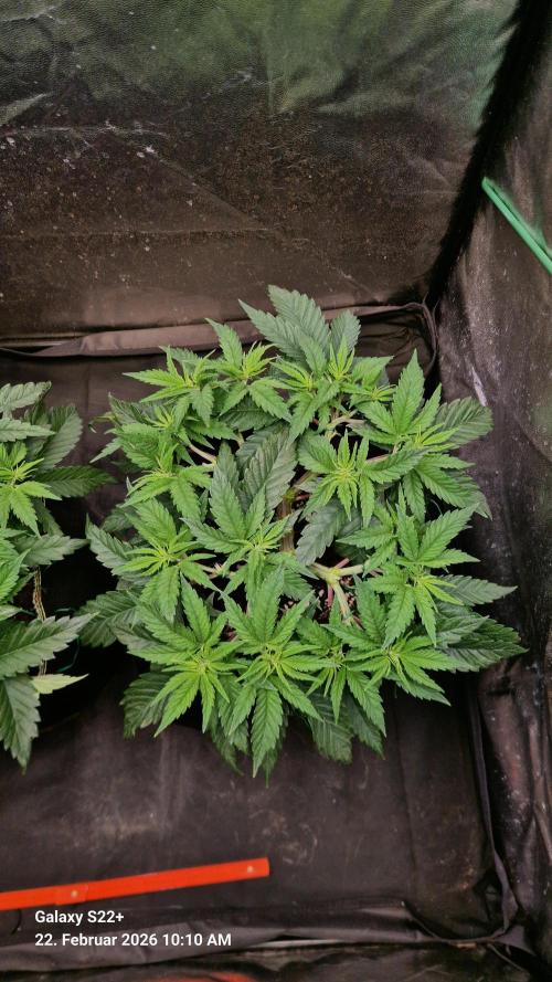 Sticky Broccoli - Eternity Grow Cup 2026. Week 8