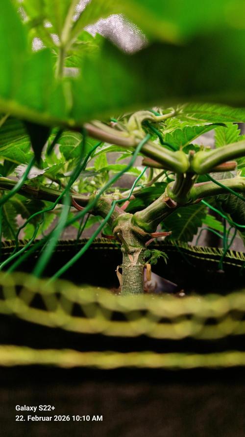 Sticky Broccoli - Eternity Grow Cup 2026. Week 8