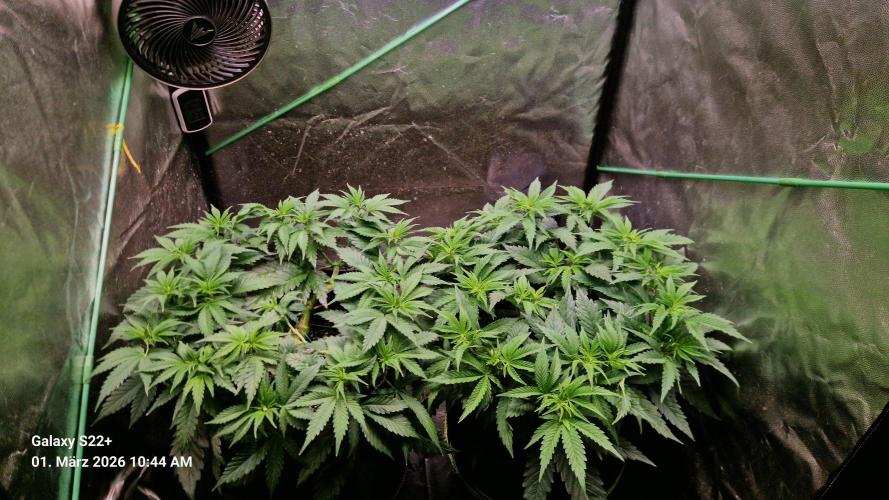 Sticky Broccoli - Eternity Grow Cup 2026. Week 9
