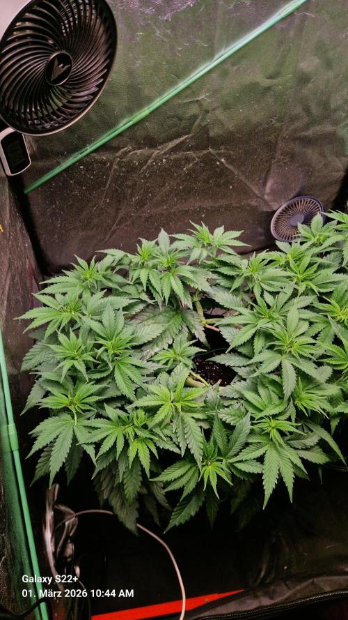 Sticky Broccoli - Eternity Grow Cup 2026. Week 9