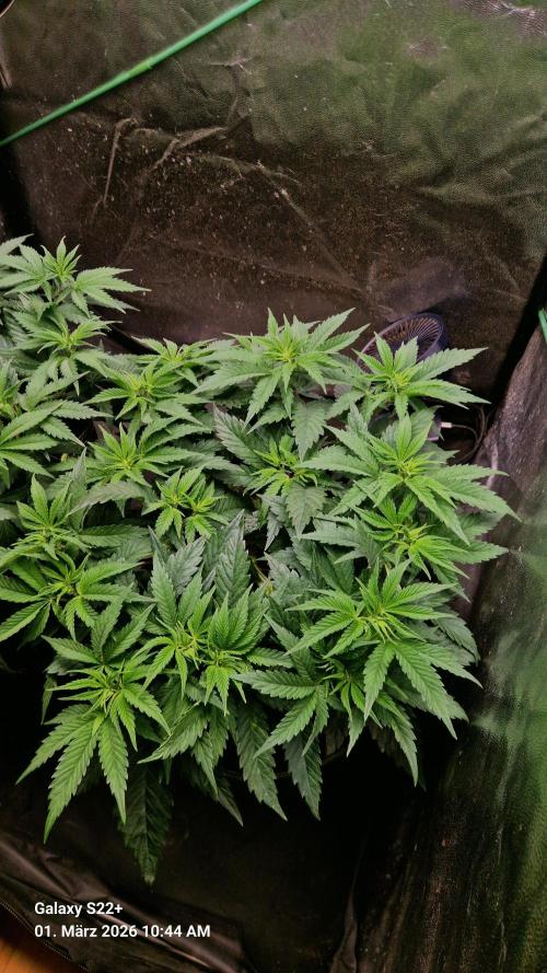 Sticky Broccoli - Eternity Grow Cup 2026. Week 9
