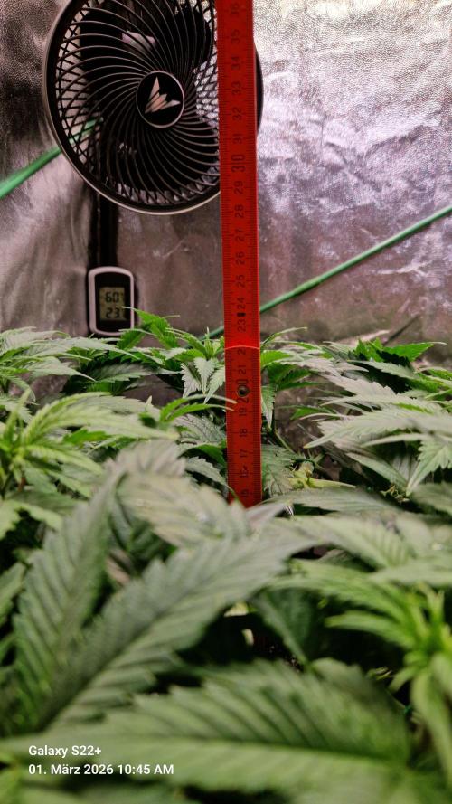 Sticky Broccoli - Eternity Grow Cup 2026. Week 9