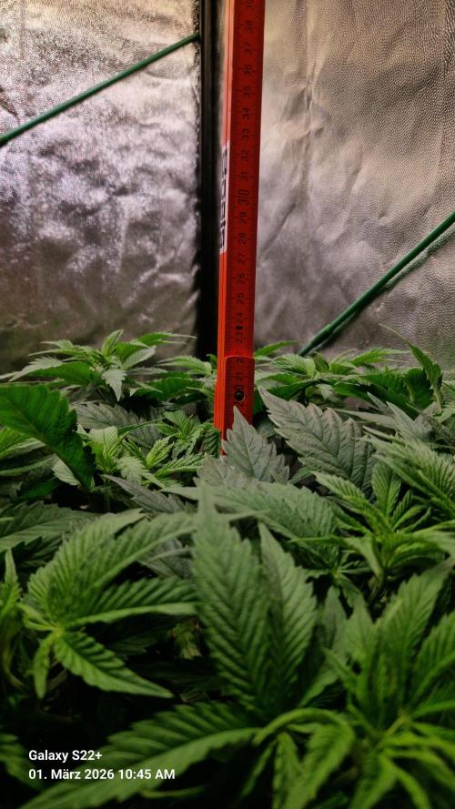 Sticky Broccoli - Eternity Grow Cup 2026. Week 9