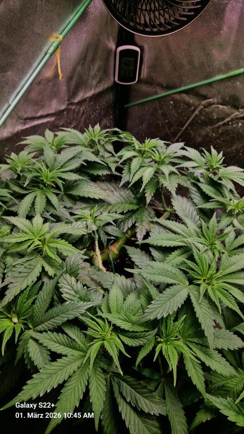 Sticky Broccoli - Eternity Grow Cup 2026. Week 9